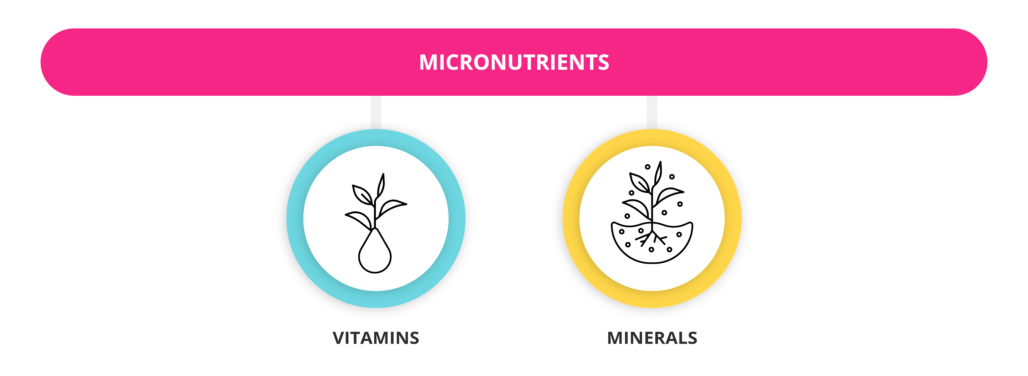 What Are Macronutrients And Micronutrients | GetSmarter Blog