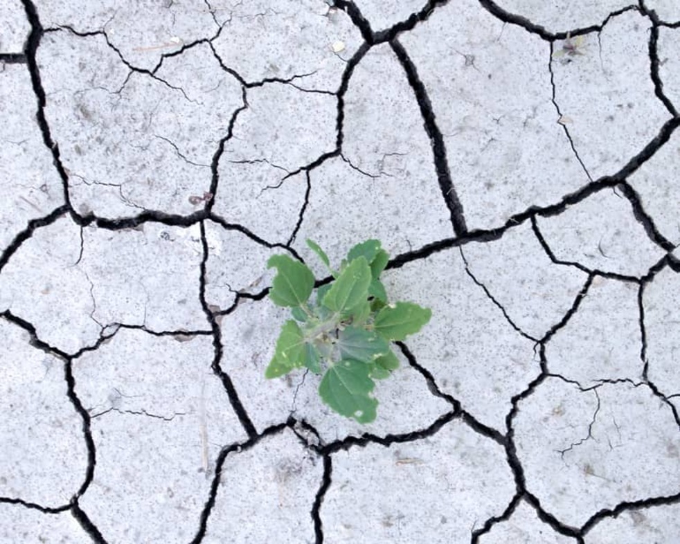 Oxford Climate Emergency Programme banner
