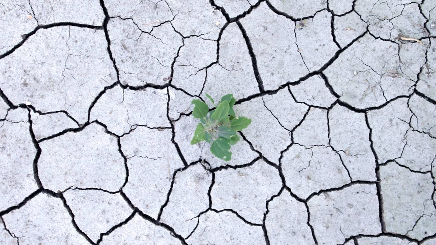 Oxford Climate Emergency Programme banner